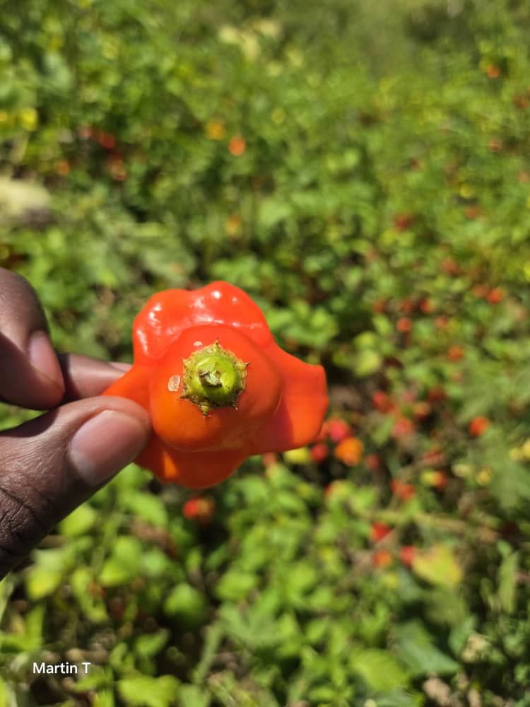 Bishop's Cape Pepper from Grubar Model Farm